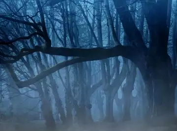 Après un cambriolage, un père et son fils laissent le voleur nu et les mains liées au milieu de la forêt.