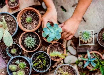 Voici la plante qui vous portera chance en fonction de votre signe astrologique !