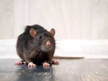 COVID-19 : tout ce qu'il faut savoir sur la nouvelle variante qui vient d'être découverte chez les rats...