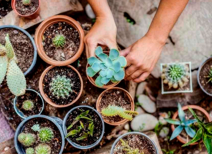 Voici la plante qui vous portera chance en fonction de votre signe astrologique !