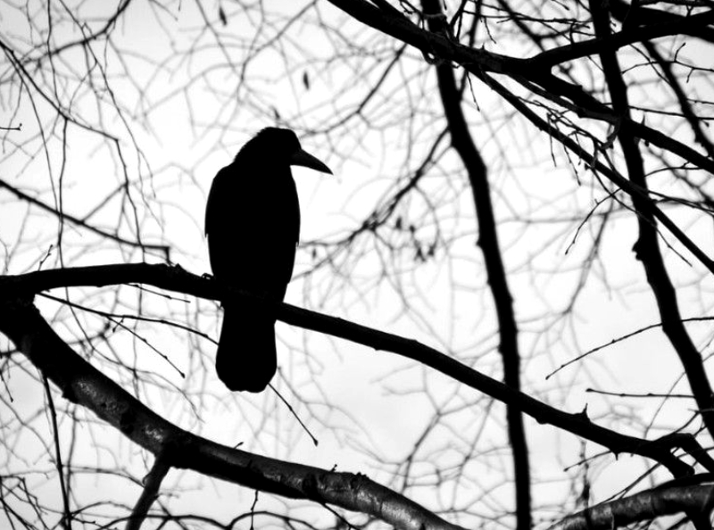 Les habitants de cette ville découvrent une pluie d'oiseaux morts... et les vidéos sont impressionnantes
