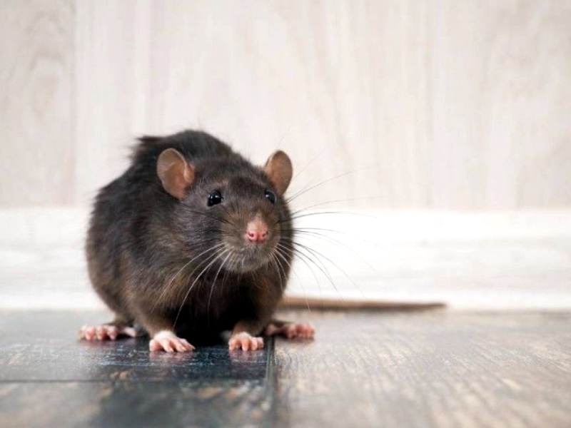 COVID-19 : tout ce qu'il faut savoir sur la nouvelle variante qui vient d'être découverte chez les rats...