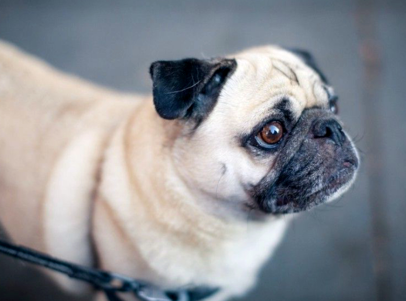 Pour se venger de son ami, elle jette son chien du 7e étage.